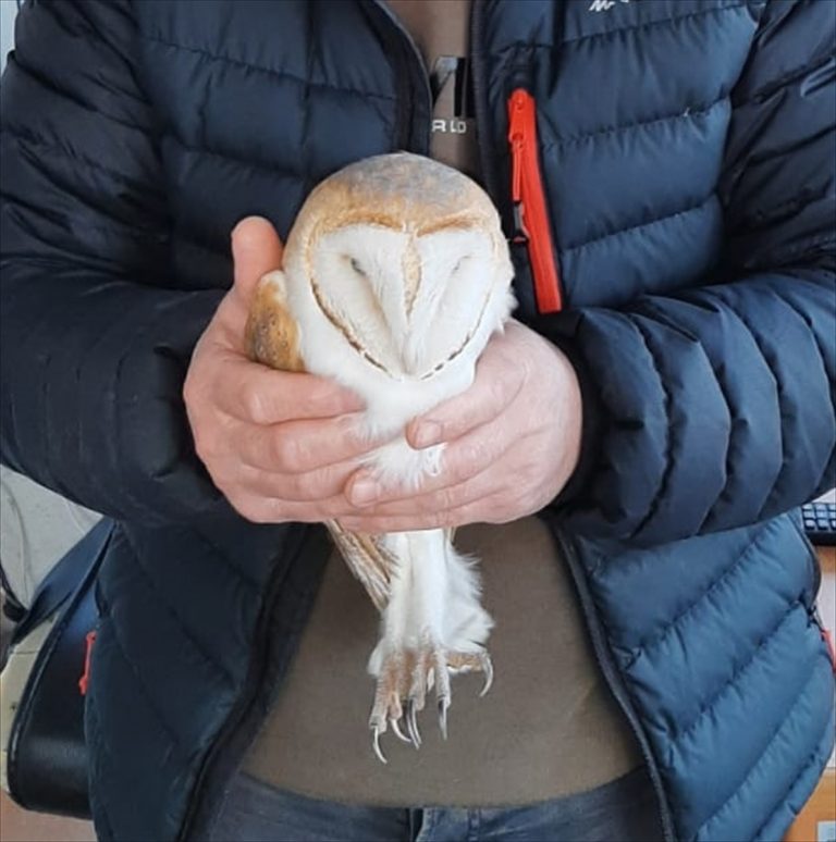 Giresun'da bitkin düşen peçeli baykuş koruma altına alındı