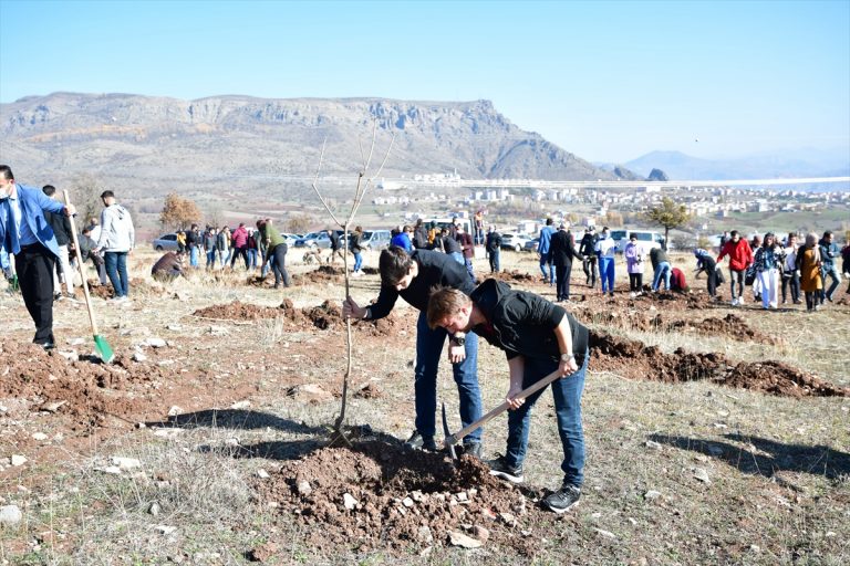 Şebinkarahisar'a özgü meyve fidanları toprakla buluşturuldu