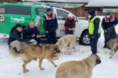 KÜMBET’TEKİ KÖPEKLERİ BESLEDİLER