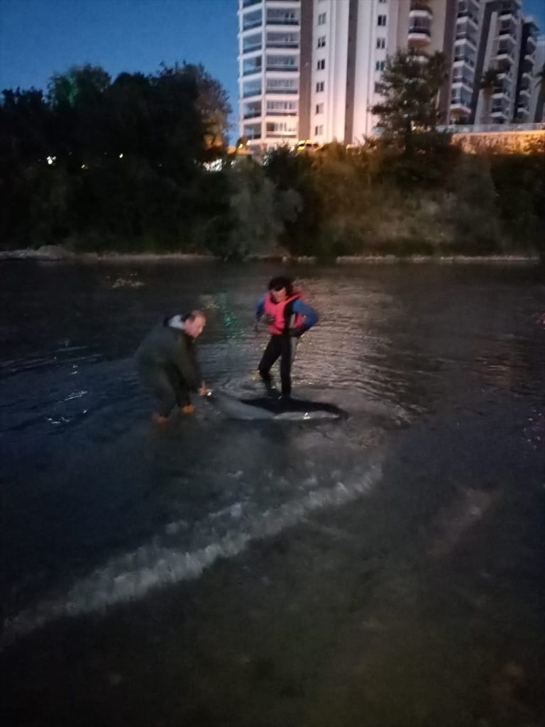 Giresun'da sığ suda sıkışan yunus kurtarılarak denize bırakıldı