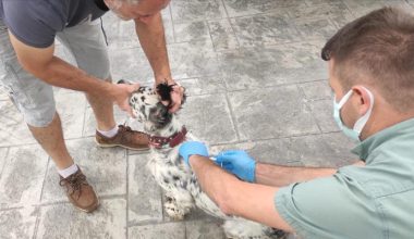 Sahipli Kedi ve Köpekler için kimliklendirme çağrısı