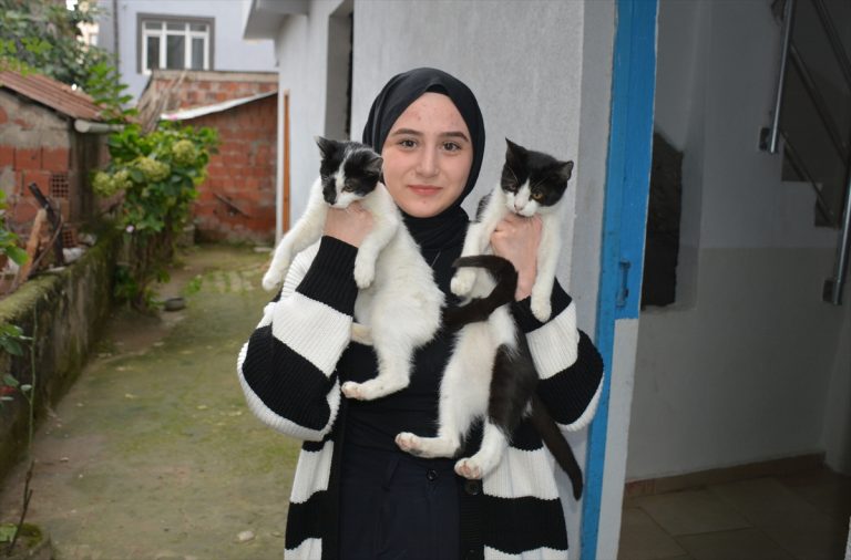 Üniversite öğrencisi Sevgican sahipsiz kedilerin yardımına koşuyor Üniversite öğrencisi Sevgican sahipsiz kedilerin yardımına koşuyor