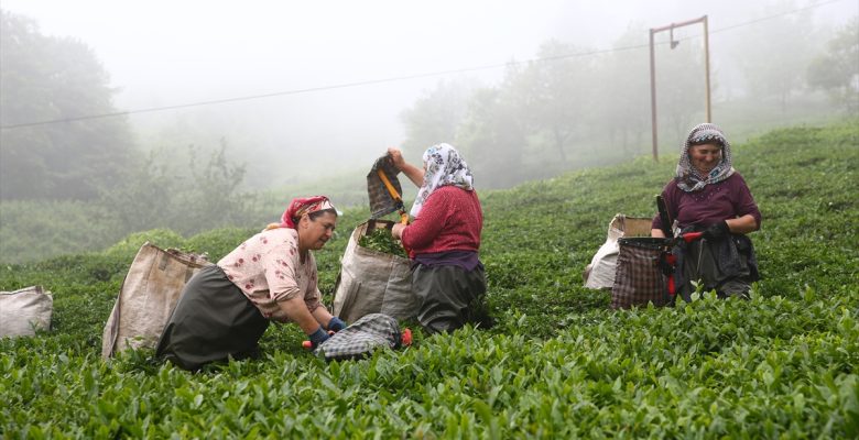 Giresun'da yeni sürgün çay hasadına başlandı