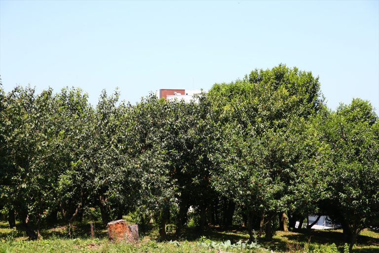 Giresun'daki gen bahçesinde koruma altına alınan karayemiş türü artırılacak Giresun'daki gen bahçesinde koruma altına alınan karayemiş türü artırılacak