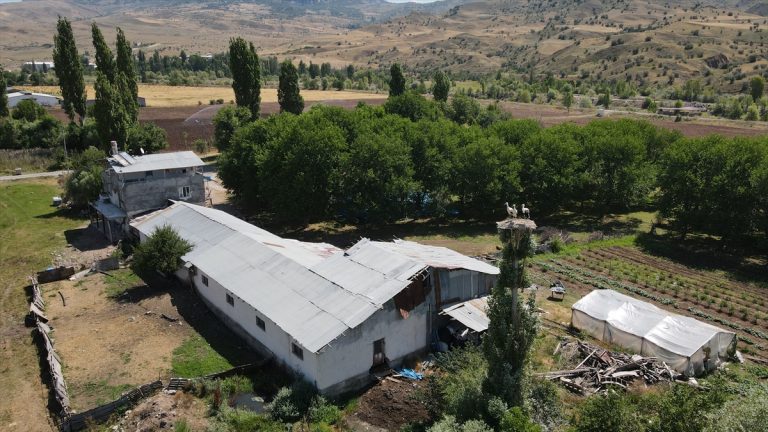 Babasının emaneti leylek yuvalarının bakımını 30 yıldır aksatmıyor