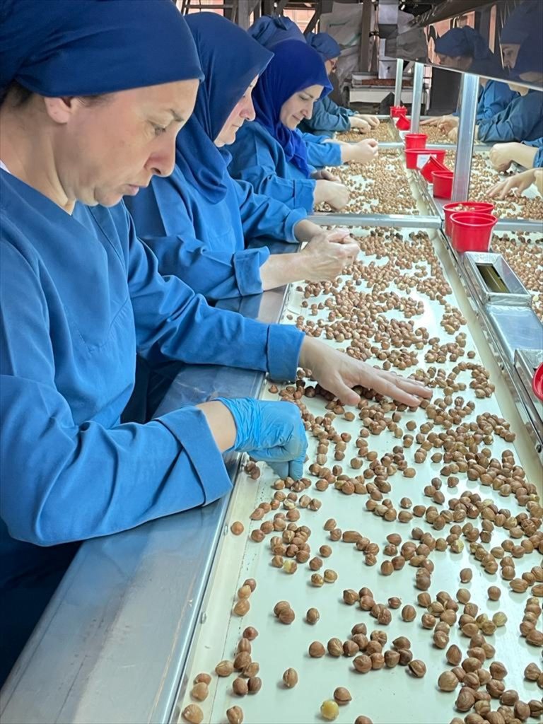 Türkiye'den Almanya'ya 85 bin tonu aşkın fındık ihraç edildi