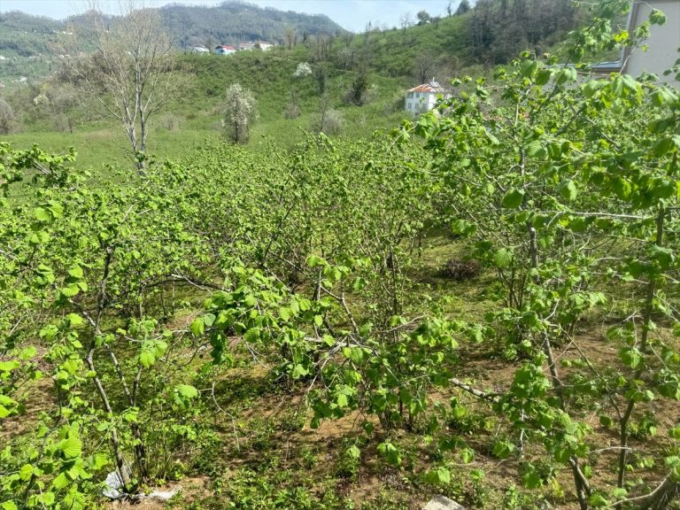 Giresun Üniversitesi fındık tarımıyla ilgili 5 ana başlıkta yeni projeler hazırlayacak