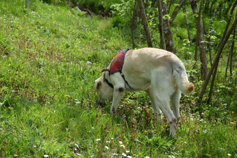 GÜNCELLEME – Giresun'da kuyumcu silahlı iki kişi tarafından soyuldu