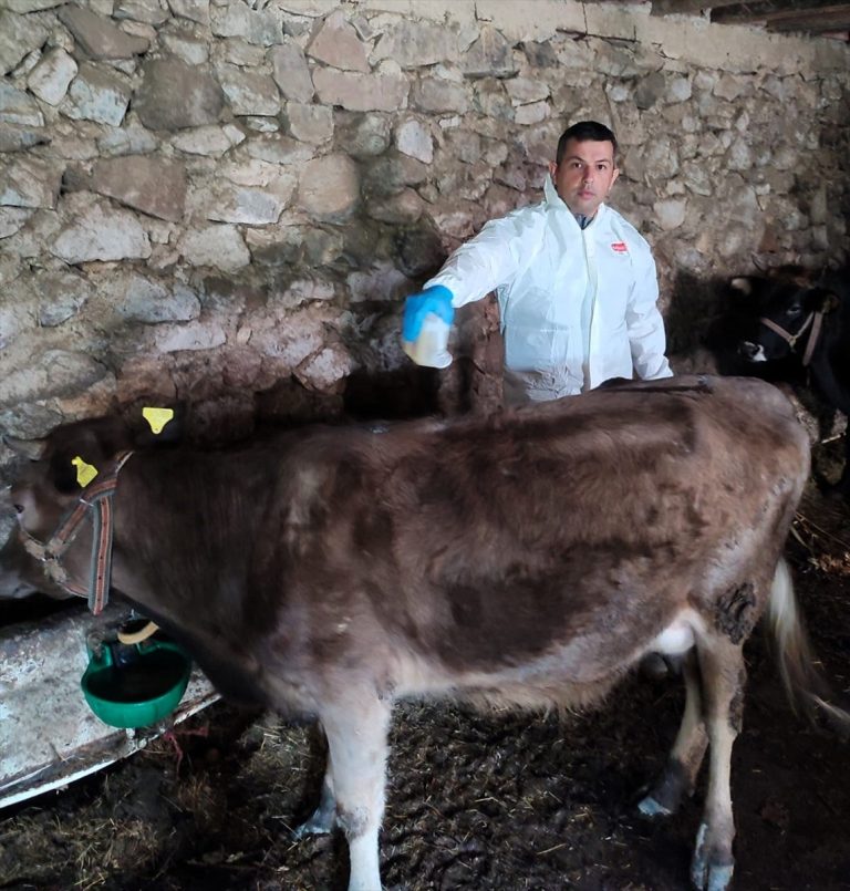 Giresun'da keneye karşı 33 bin 314 büyükbaş hayvan ilaçlandı