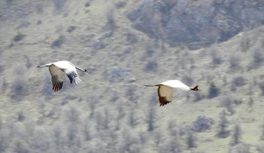 Turnalar Giresun'da görüntülendi