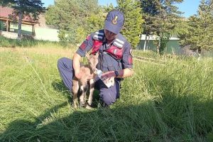 Giresun'da yaralı bulunan dağ keçisi yavrusu koruma altına alındı