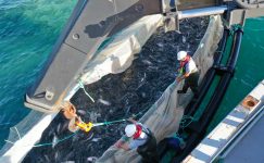 Giresun'da yılda 18 bin tonun üzerinde kültür balığı yetiştirilmesi hedefleniyor