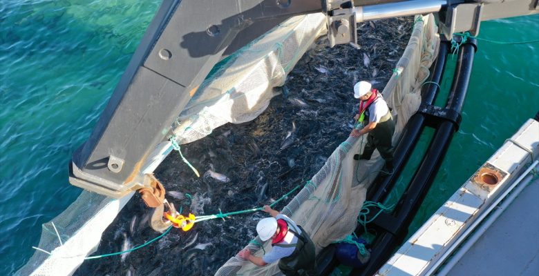 Giresun'da yılda 18 bin tonun üzerinde kültür balığı yetiştirilmesi hedefleniyor