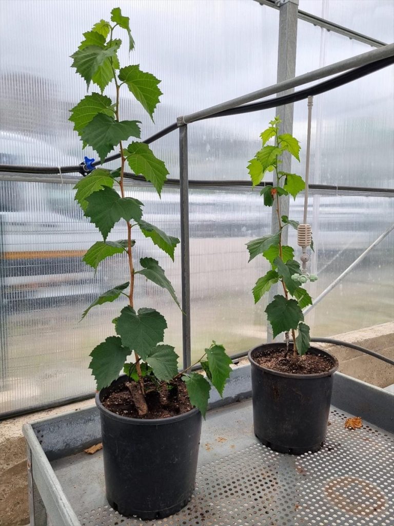 Türk fındığı laboratuvar ortamında aynı genetik özelliklerde üretildi