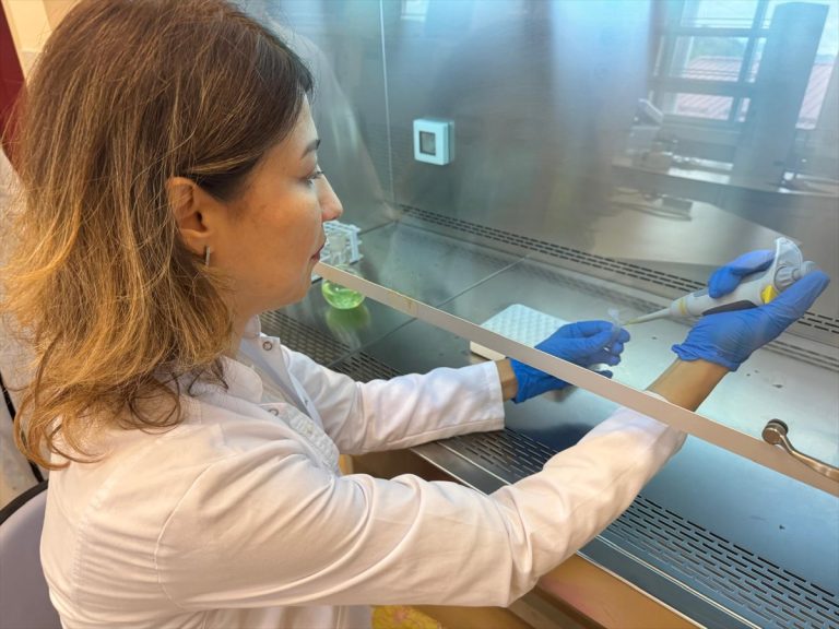 Fındık yaprağının akciğer ve meme kanseri hücrelerini öldürücü etkisi araştırıldı