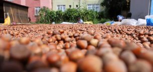 TÜRK FINDIĞI GÜNEY AMERİKA PAZARINDA