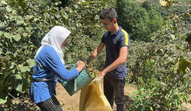 Giresun'da üreticiler fındık hasadına başladı