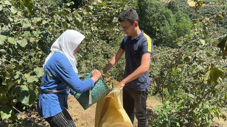 Giresun'da üreticiler fındık hasadına başladı