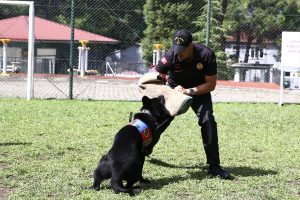 Jandarmanın dedektör köpekleri eğitimlerle göreve hazırlanıyor