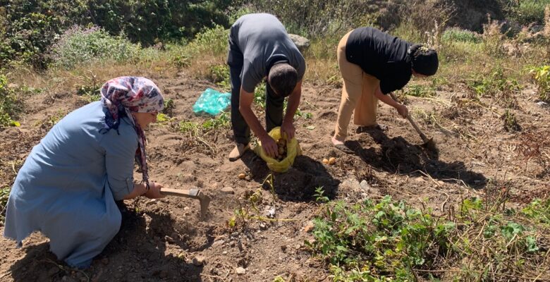 Giresun'un yaylalarında patates hasadı başladı