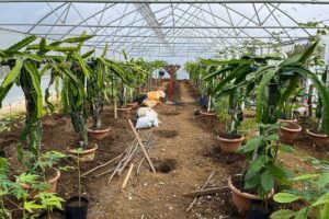 Giresun'da ejder meyvesi ve papaya yetiştiriciliği deneme çalışması yapılıyor