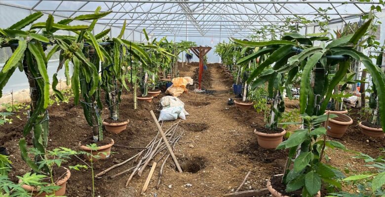 Giresun'da ejder meyvesi ve papaya yetiştiriciliği deneme çalışması yapılıyor