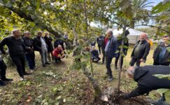 Giresun'da fındık üreticilerine modern yetiştiricilik yöntemleri öğretiliyor