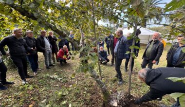 Giresun'da fındık üreticilerine modern yetiştiricilik yöntemleri öğretiliyor