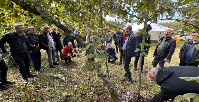 Giresun'da fındık üreticilerine modern yetiştiricilik yöntemleri öğretiliyor