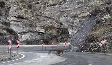 Giresun'da kara yolunda yaban keçileri görüntülendi