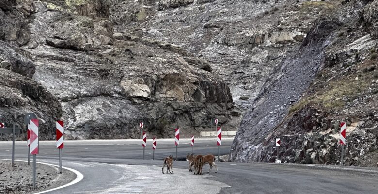 Giresun'da kara yolunda yaban keçileri görüntülendi