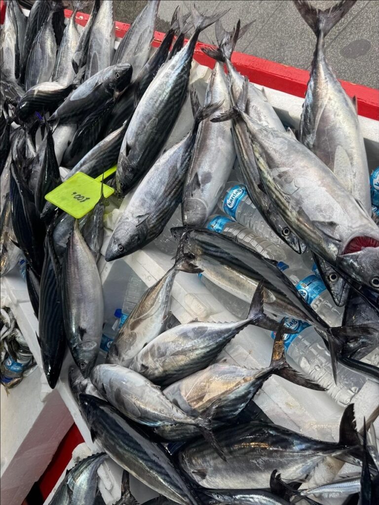 Giresunlu balıkçılar palamut avından memnun