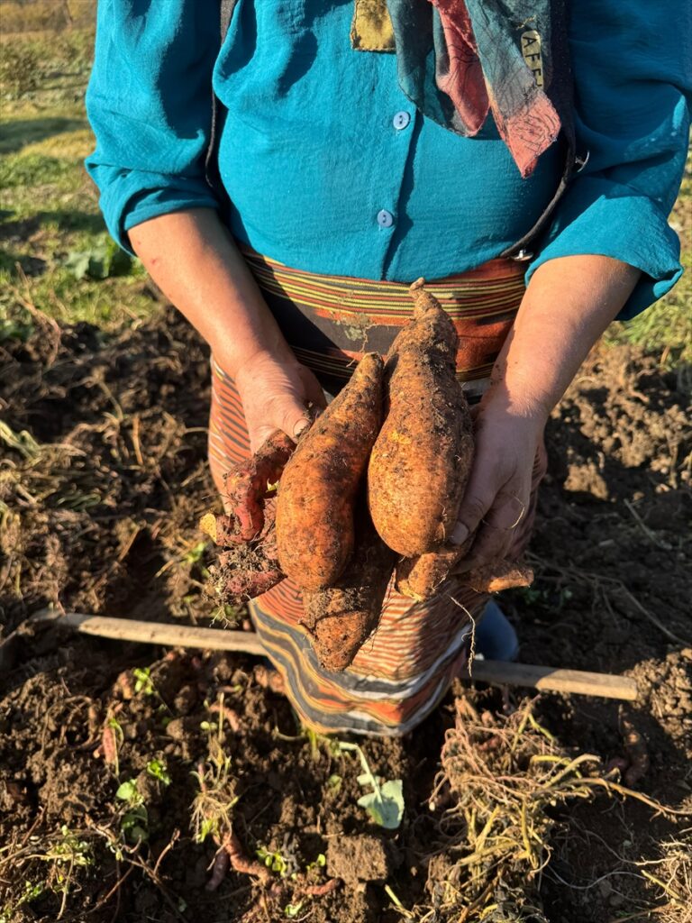 Giresun'da tatlı patatesin çiftçiye yeni gelir kaynağı olması hedefleniyor