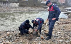 Giresun'da dere yatağından kurtarılan yaralı karaca koruma altına alındı