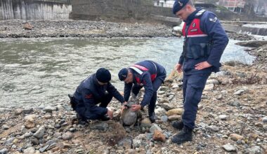 Giresun'da dere yatağından kurtarılan yaralı karaca koruma altına alındı