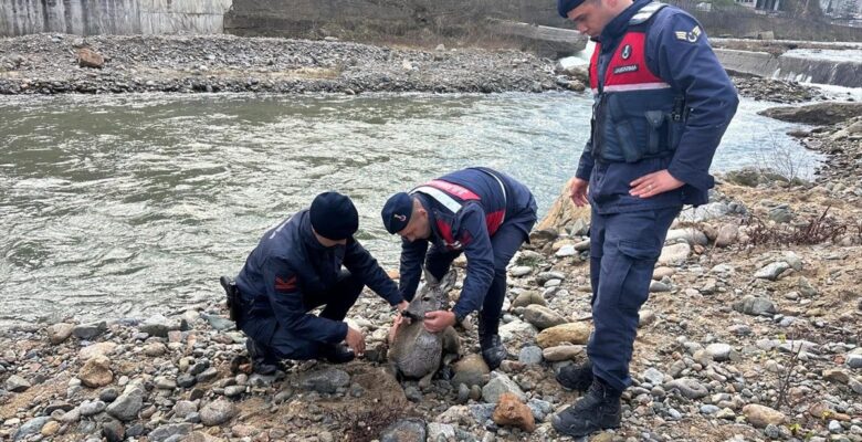 Giresun'da dere yatağından kurtarılan yaralı karaca koruma altına alındı