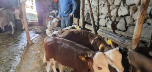 BUZAĞI VE MALAK SAHİPLERİNE ÖDEME MÜJDESİ