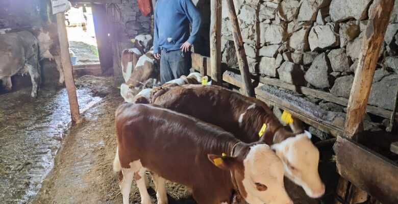 BUZAĞI VE MALAK SAHİPLERİNE ÖDEME MÜJDESİ