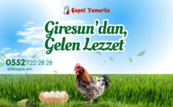 Giresun’un Doğal ve Organik Lezzeti Çepni Yumurta