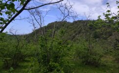 FINDIKTA BÜYÜK TEHLİKE: BAHÇELER KURUYOR!