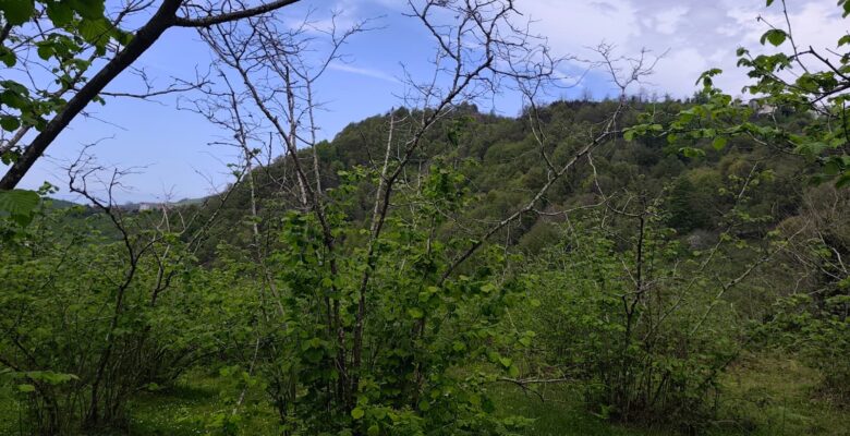 FINDIKTA BÜYÜK TEHLİKE: BAHÇELER KURUYOR!